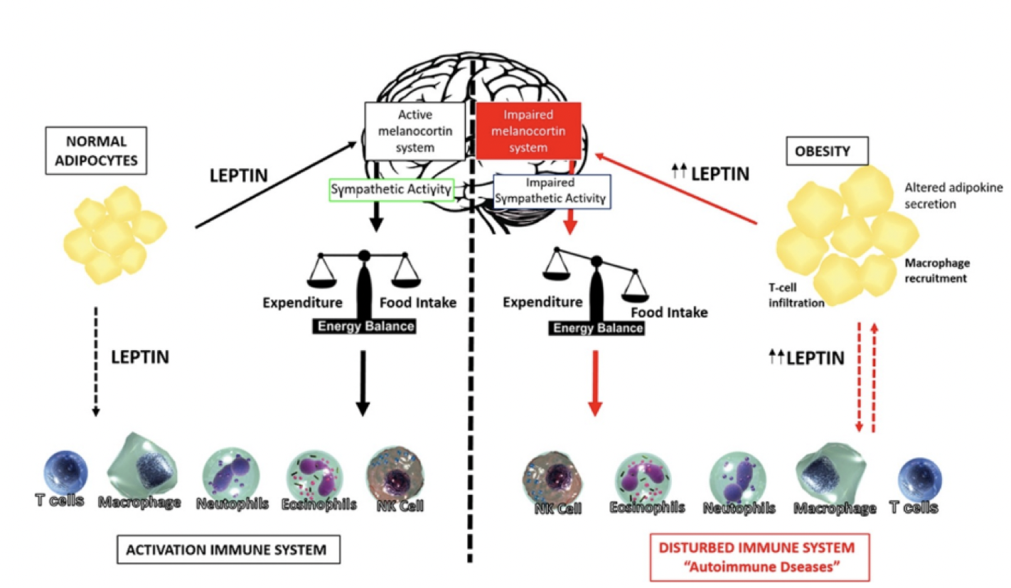 Decoding Aging with GrimAge and Systems Aging Risk Factors (Longevity ...