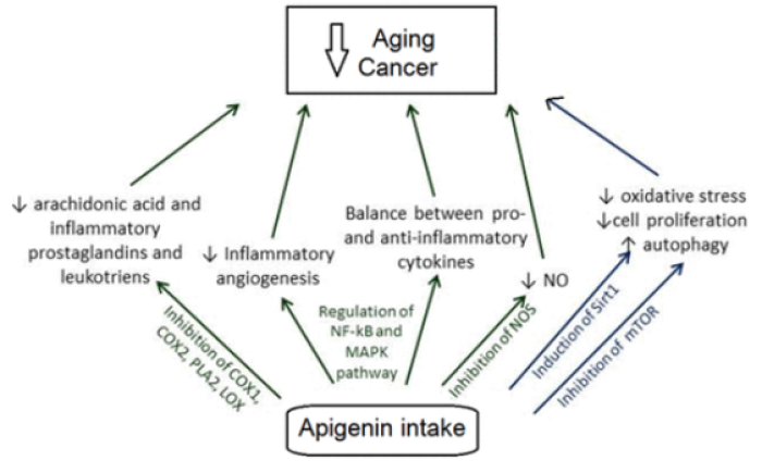 Apigenin