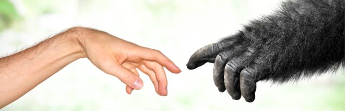 Davinci-with-gorilla-finger-touching-cropped2