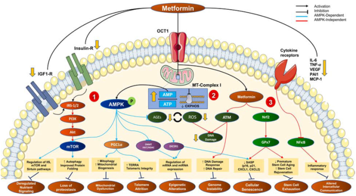 Metformin